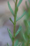 Racemed milkwort